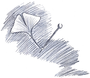 Ilustrace – list ginga a vontský žlutý špendlík